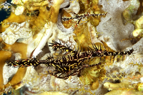 A Ghostpipe fish