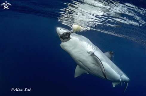 A Great White Shark Feeding 