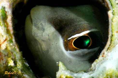 A Blenny