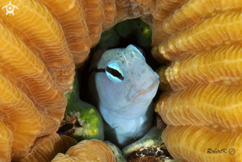 A Blenny