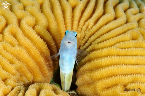 A Blenny