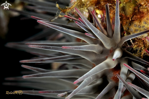 A Sea Star