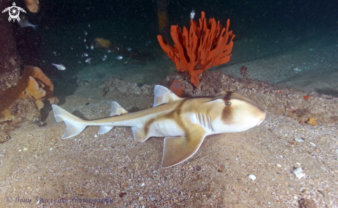 A Port Jackson Shark