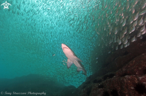 A Grey Nurse Shark (Sand Tiger, Ragged Tooth)