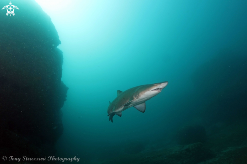 A Grey Nurse Shark (Sand Tiger, Ragged Tooth)