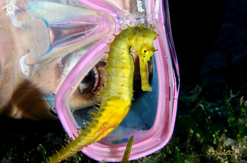 A Sea Horse