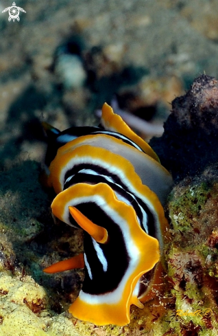 A nudibranch