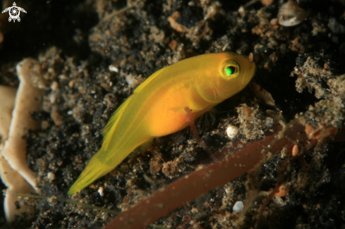 A reef fish