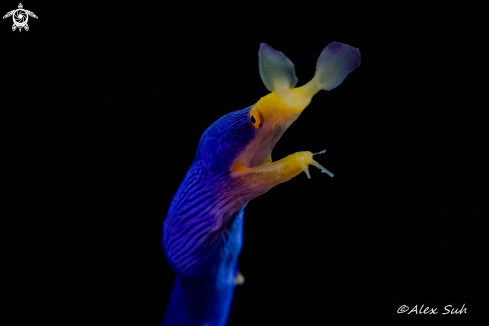 A Blue Ribbon Eel