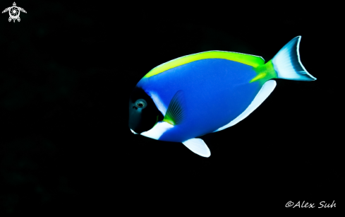 A Powder Blue Tang