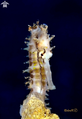 A Sea Horse