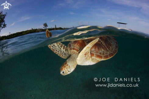 A Green Turtle