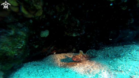 A Gobius cruentatus | Vörösszájú géb