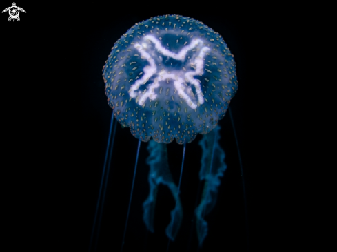 A Aurelia aurita | Moon Jellyfish