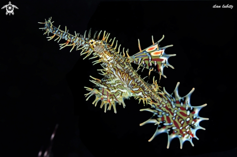 A Ornate ghostpipefish 