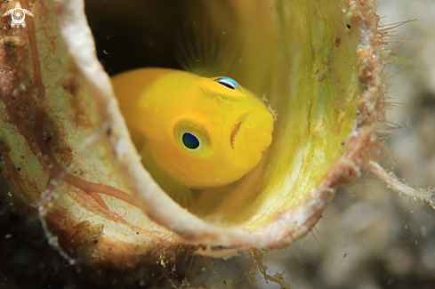 A Goby