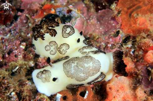 A Nudibranchia