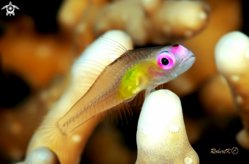 A Pink eye goby