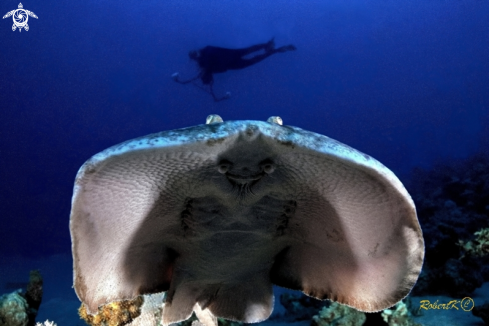 A Marbled electric ray