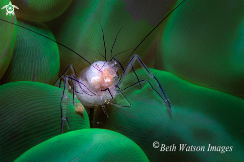 A Vir philippinensis,Plerogyra sinuosa | Bubble Shrimp on Bubble Coral