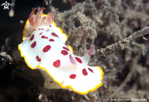 A Splendid Chromodoris)