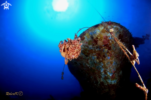 A frogfish