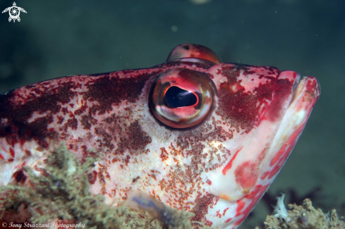 A Banded Sea-perch