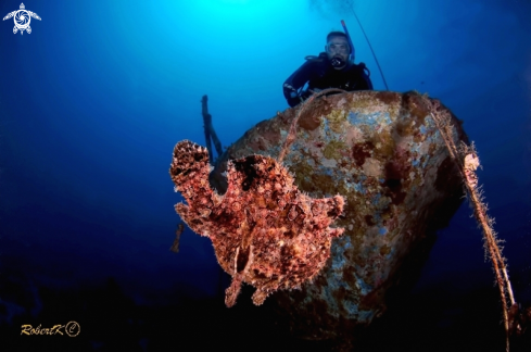 A frogfish