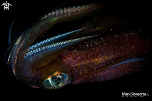 A cuttlefish