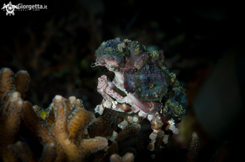 A Corallimorph Decorator Crab, Cyclocoeloma tuberculata