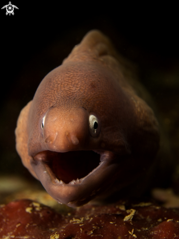 A White Eyed Moray