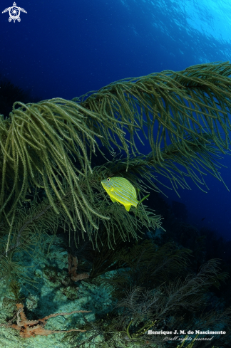 A Homo sapiens | Just enjoy the beauty of Diving