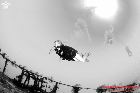 A Just enjoy the beauty of Diving