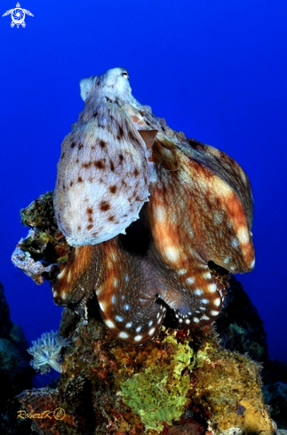 A octopus