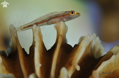 A goby