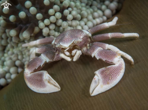 A Porcelain crab