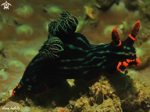 A Nembrotha kubaryana | nudibranch