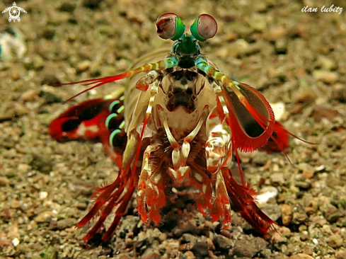 A Mantis Shrimp