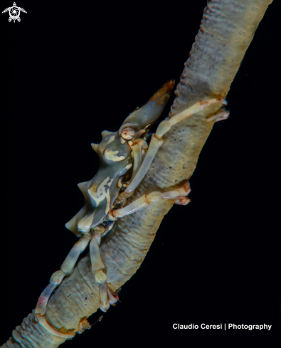 A Xenocarcinus tuberculatus | Granchio ragno