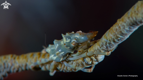 A xenocarcinus tuberculatus | spider crab granchio ragno 