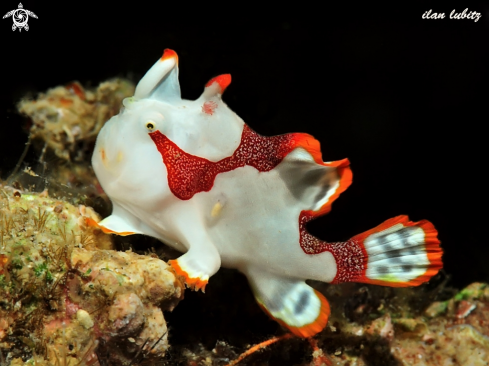 A frogfish