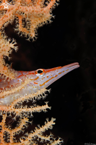 A Longnose hawkfish