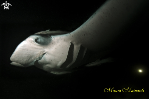 A Manta birostris