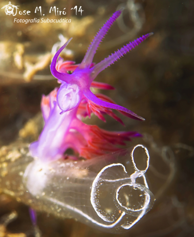 A Flabellina Affinis