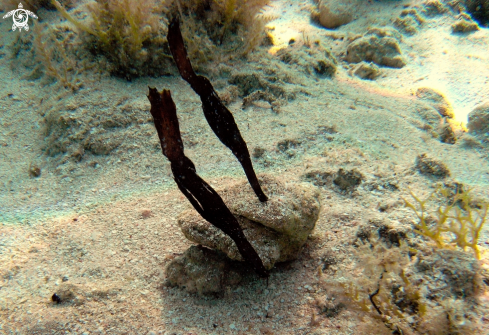 A Solenostum cyanopterus | Pesci Ago Fantasma