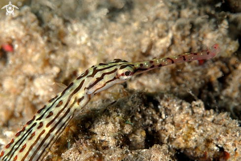 A Corythoichthys sp. | Pesce Pipa