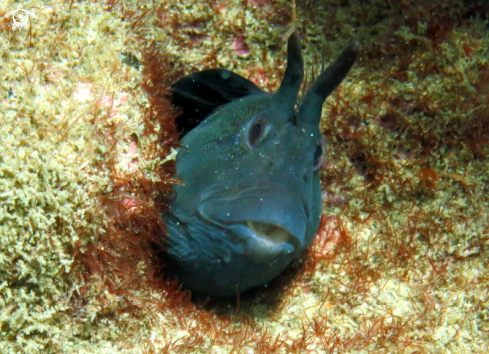 A Tasmanian Blenny