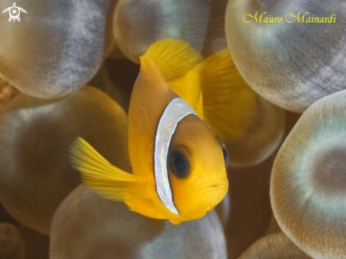 A Baby clownfish