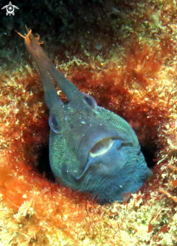 A Tasmanian Blenny