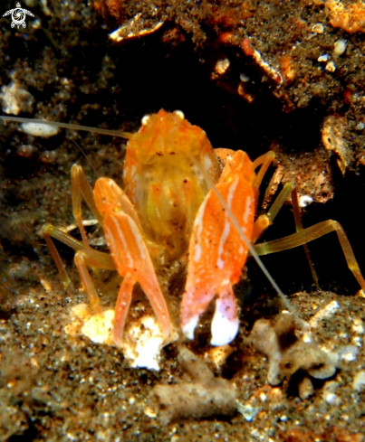 A Snapping Shrimp